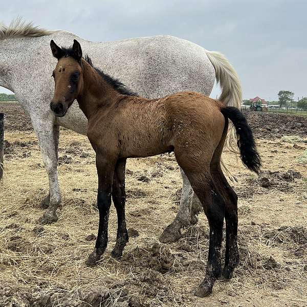 breeding-andalusian-palomino-horse
