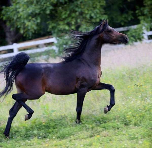 dressage-arabian-horse