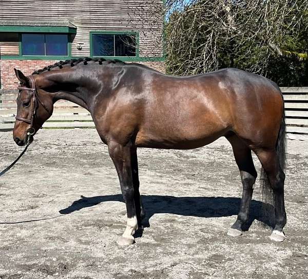 athletic-experienced-canadian-warmblood-horse
