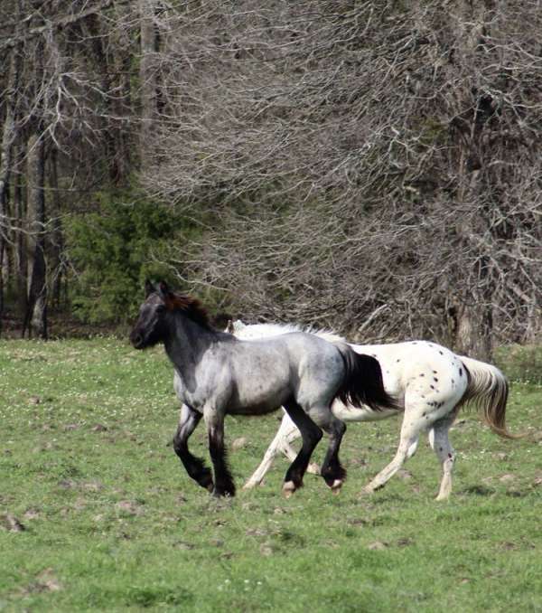 mounted-patrol-gypsy-vanner-horse