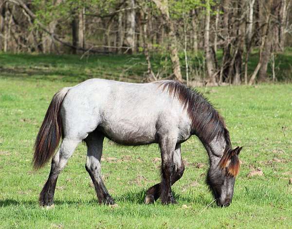 natural-horsemanship-training-gypsy-vanner-horse