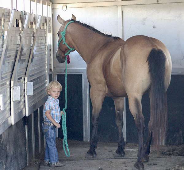 kid-safe-quarter-horse