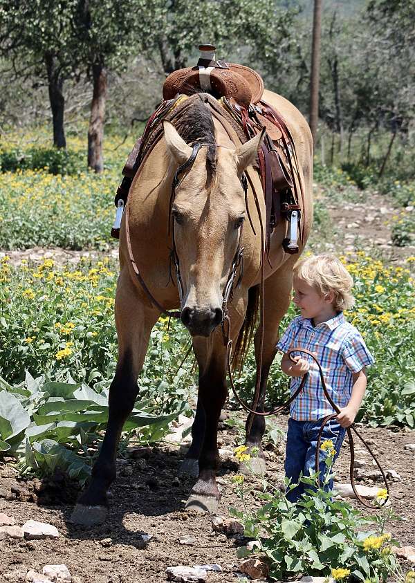 drill-team-quarter-horse