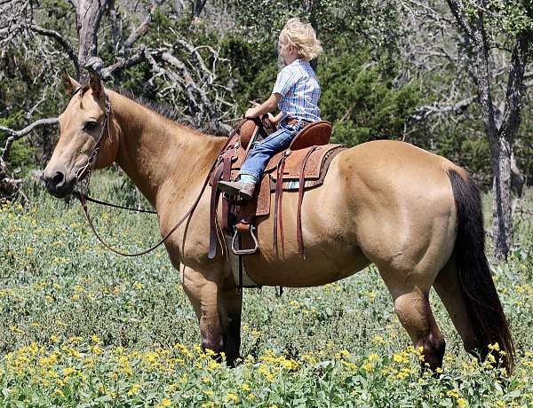 barrel-quarter-horse