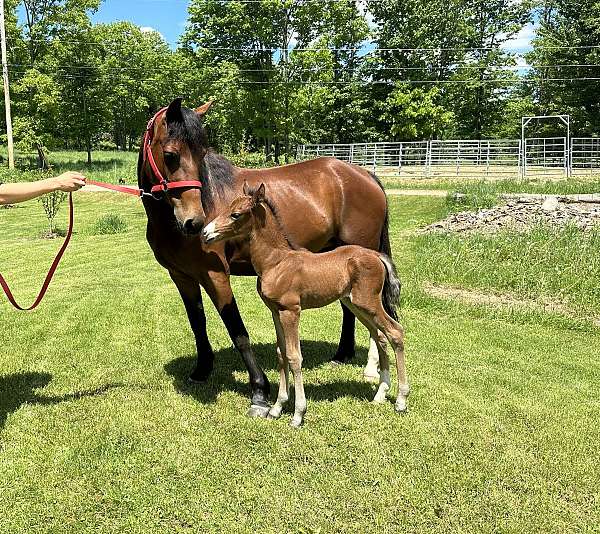 western-morgan-horse