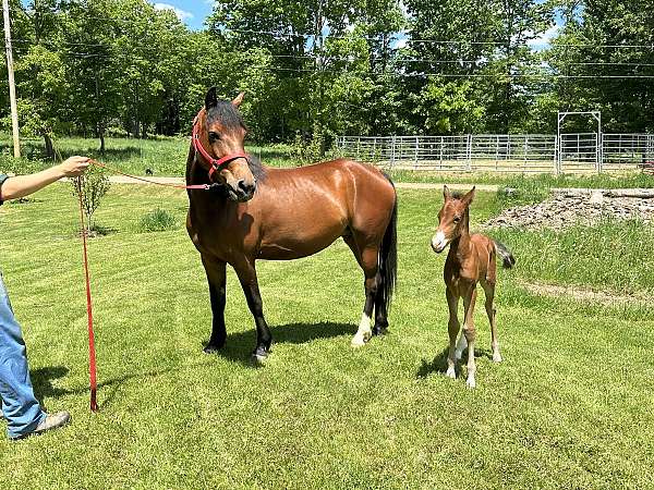 driving-morgan-horse