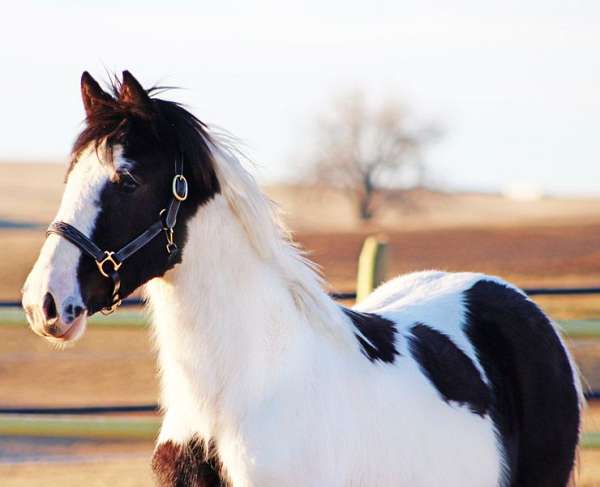 tobiano-black-white-horse