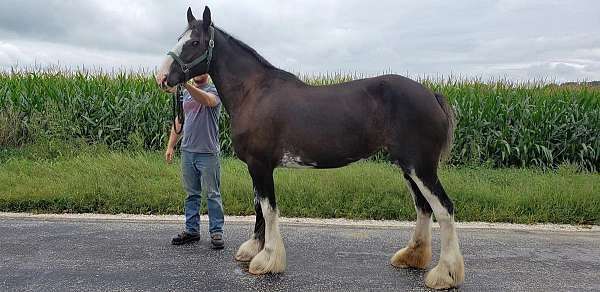 clydesdale-mare