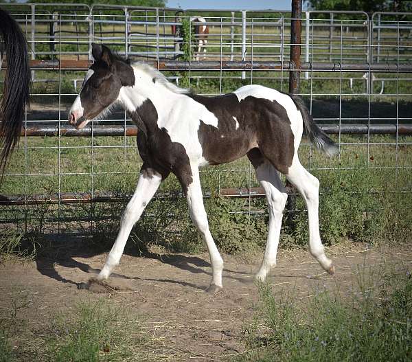 possibly-homozygous-colt