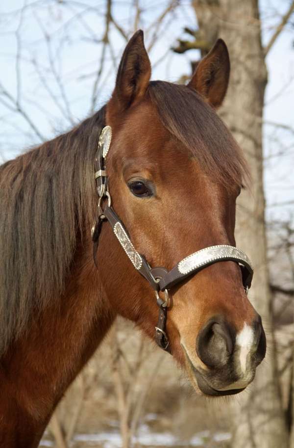 trailer-load-gelding