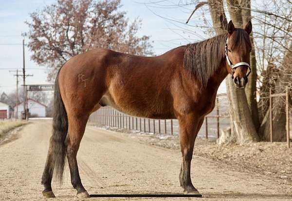 adults-quarter-horse