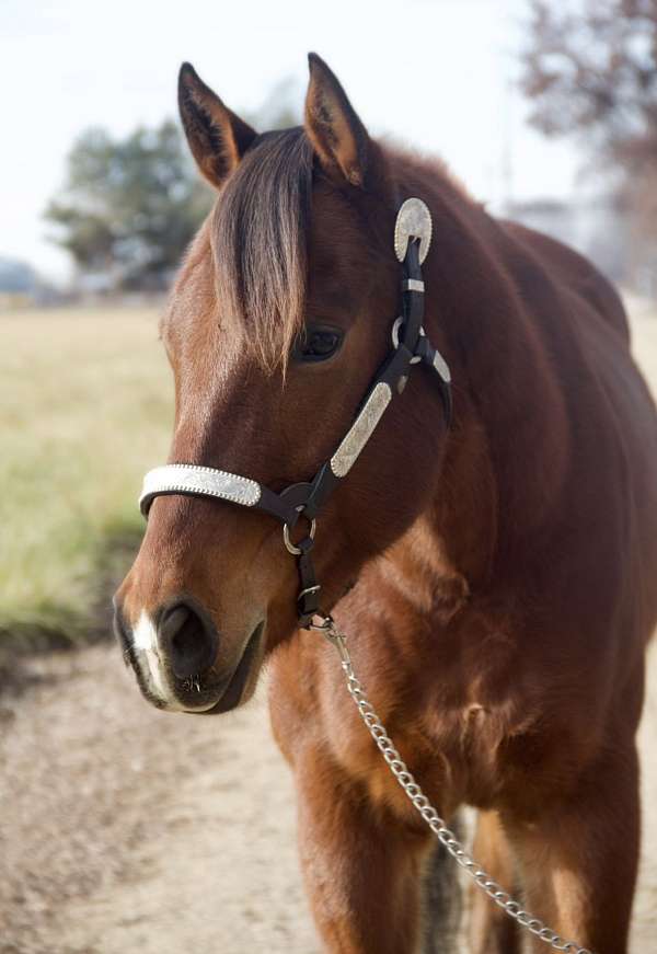 all-around-quarter-horse