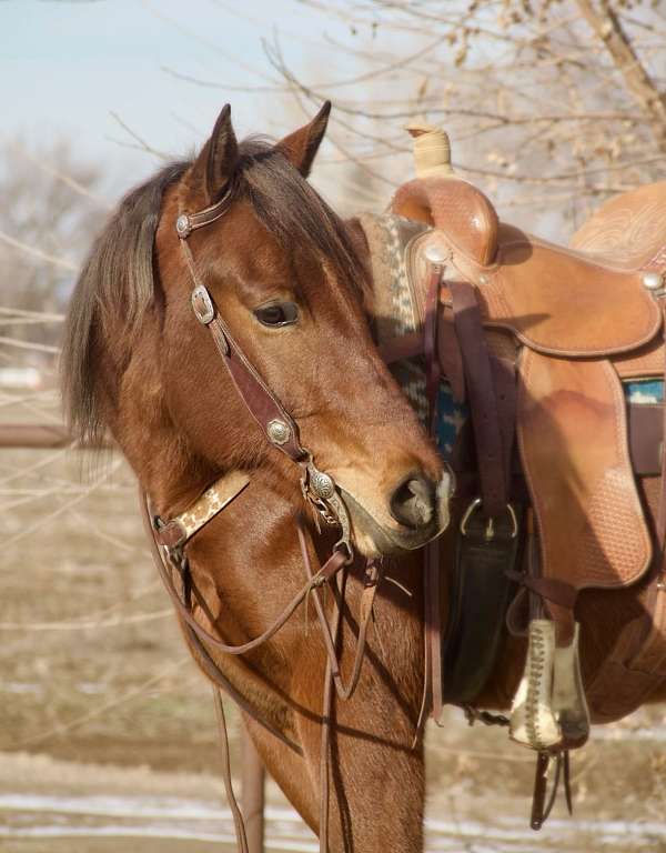 all-around-horse-quarter