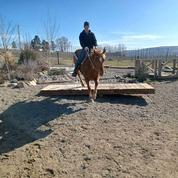 sorrel-western-riding-pony