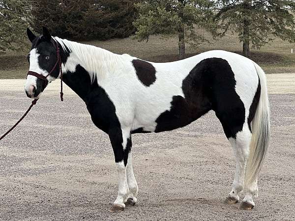 companion-paint-horse