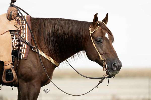 companion-quarter-horse