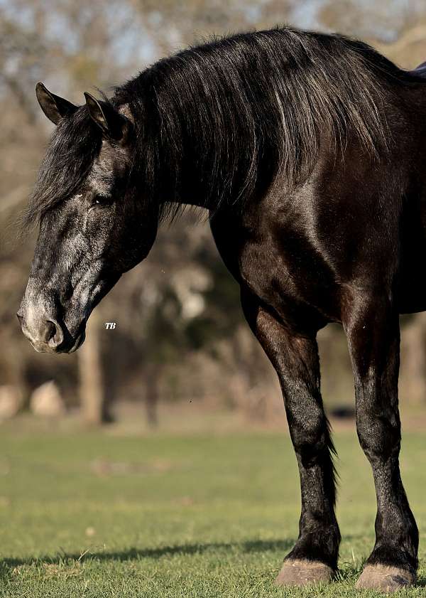 athletic-percheron-horse