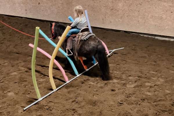 harness-miniature-pony