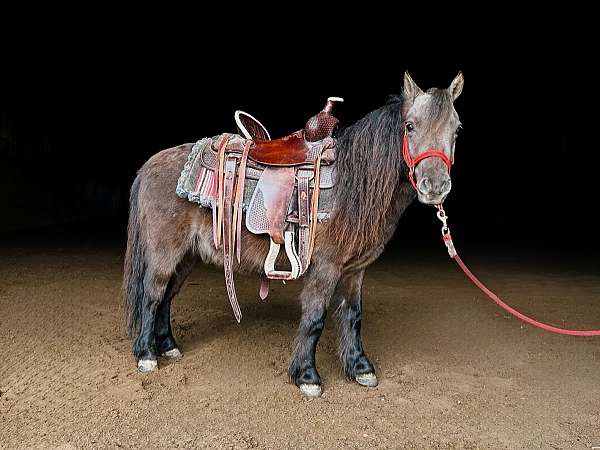 ponymanship-miniature-pony