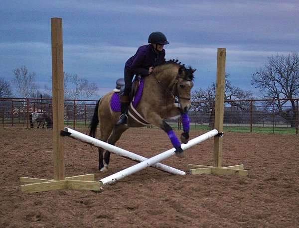 jumping-welsh-pony