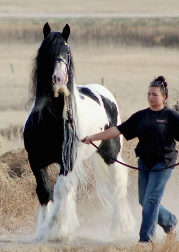 appaloosa-mare-gypsy-vanner-horse