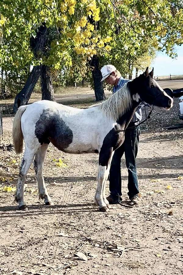 tobiano-horse