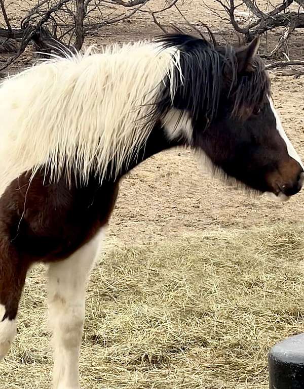 bay-roan-classical-horse