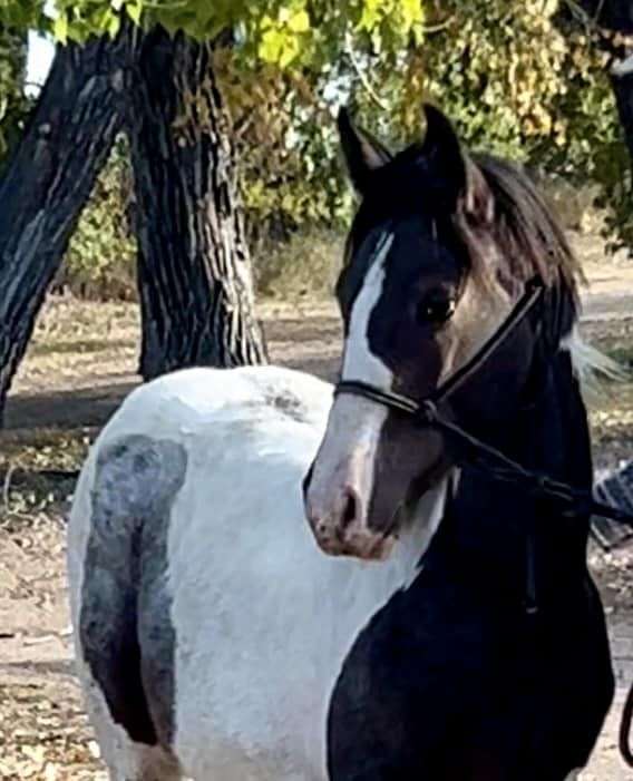 bay-roan-tobiano-horse