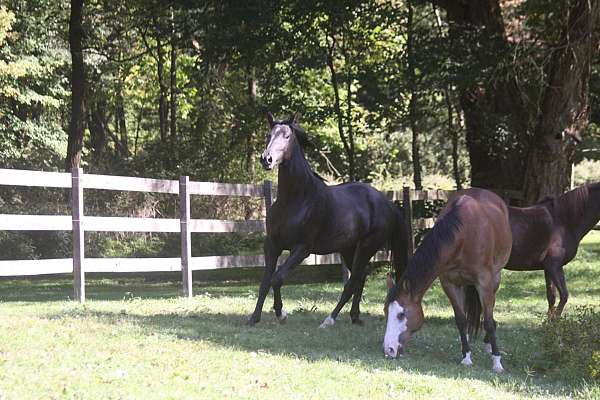 higher-in-back-left-hind-irreg-white-above-ankle-horse