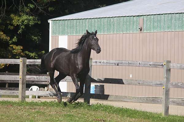 black-higher-in-back-left-hind-irreg-white-above-ankle-horse