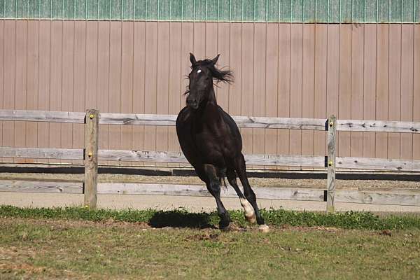 black-mare-trakehner-horse