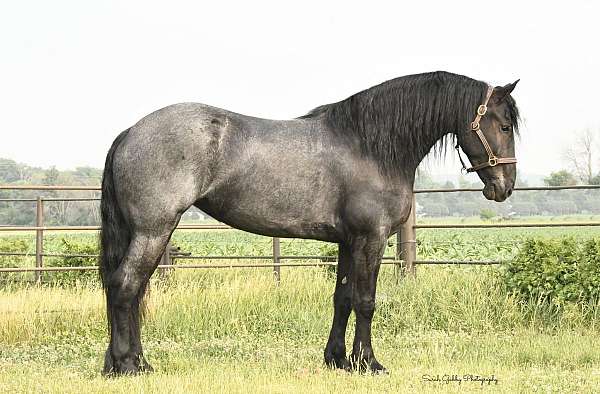 ranch-friesian-percheron-horse