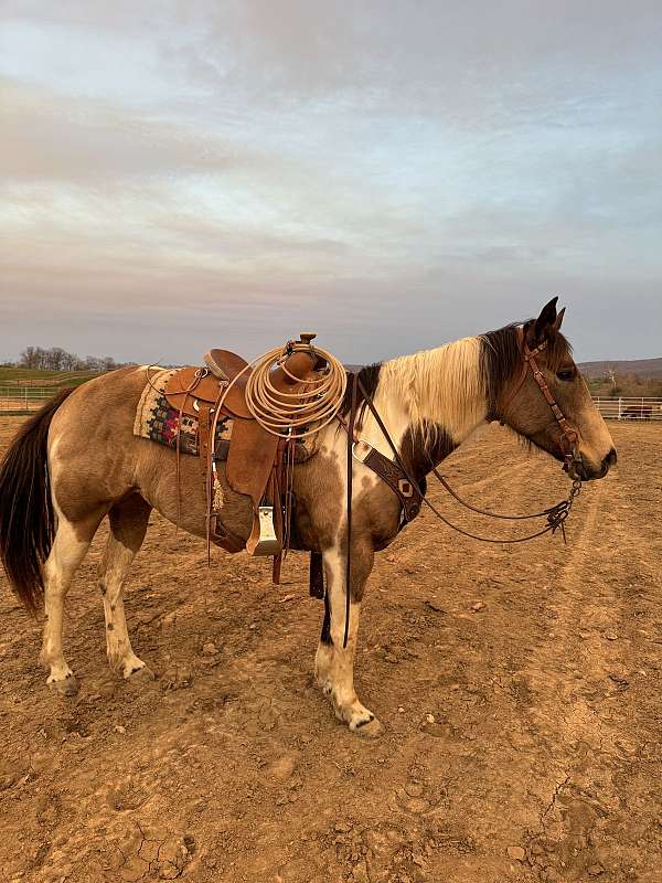buckskin-tobiano-ranch-horse