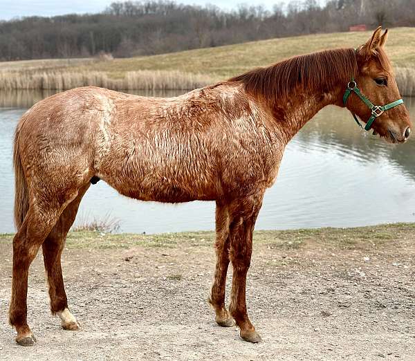 red-roan-star-pastern-horse