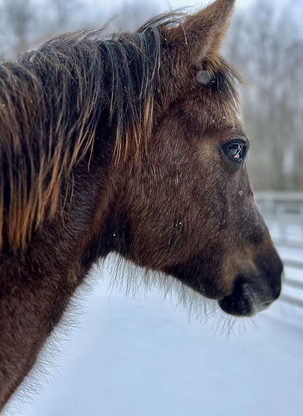 eyesa-special-quarter-horse