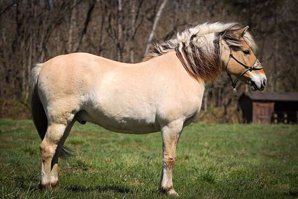ranch-fjord-horse
