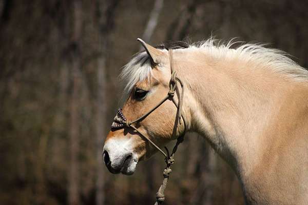 beginner-safe-fjord-horse