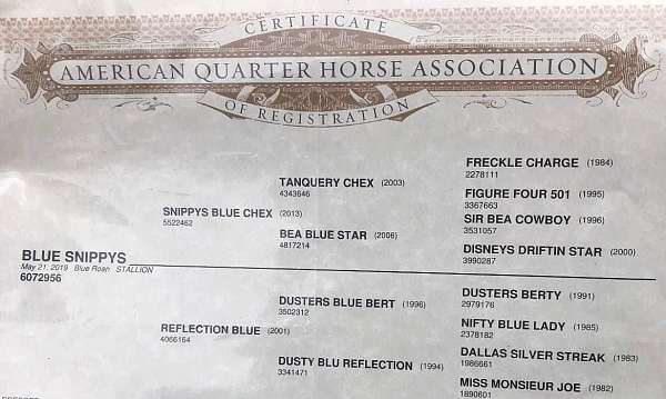 experienced-quarter-horse