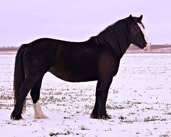 solid-stallion