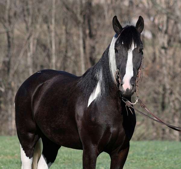 paint-quarter-horse