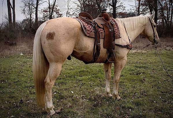 palomino-star-horse