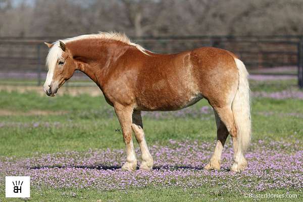 sorrel-blaze-horse