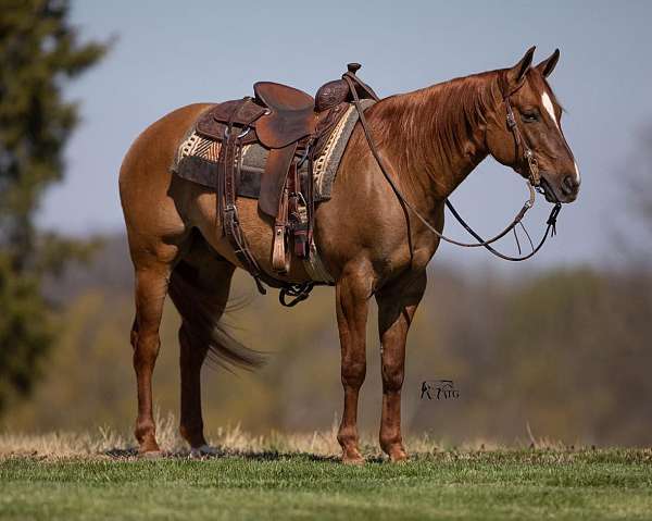 trail-quarter-horse