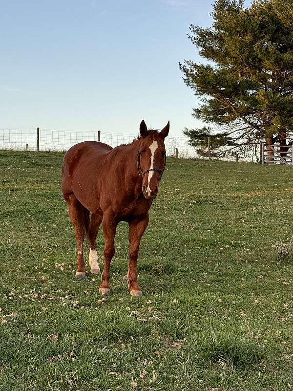 chestnut-quarter-horse-gelding