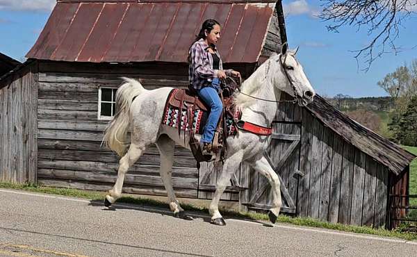 grey-horse-spotted-saddle