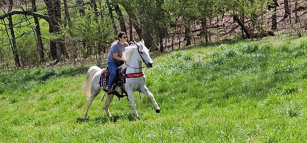 gaited-horse-spotted-saddle