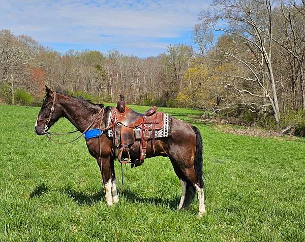 spotted-gelding-saddle-horse