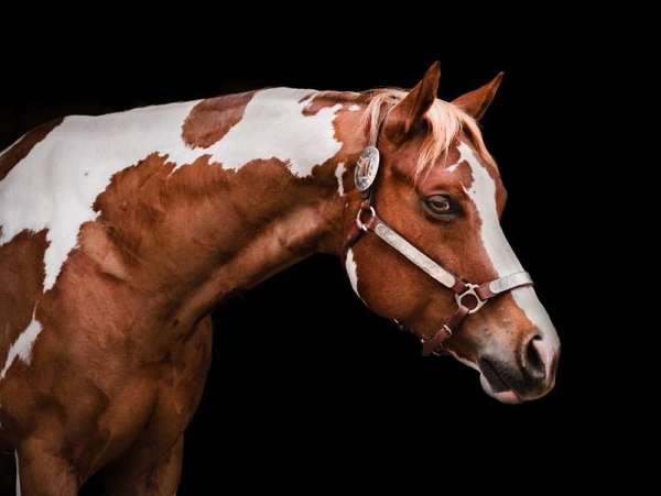 beginner-paint-horse