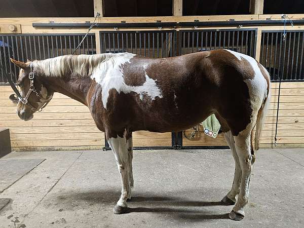 equitation-paint-horse