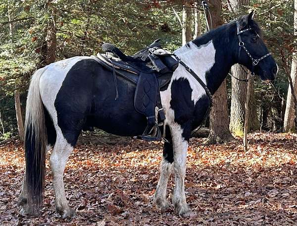white-diamond-on-head--patch-muzzle-4-stockings-pony